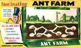 ant_farm_small.jpg